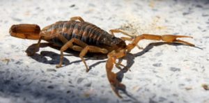 Lee más sobre el artículo Difunden medidas para evitar picaduras y mordeduras de insectos y animales venenosos