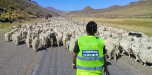 Lee más sobre el artículo Comenzó Operativo Trashumancia Zona Norte 2019