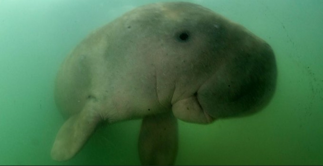 Lee más sobre el artículo La querida bebé Dugong de Tailandia muere después de comer plástico