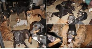 Lee más sobre el artículo Rescató a 97 perros del huracán