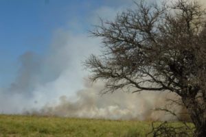 Lee más sobre el artículo Región: Millones de hectáreas en riesgo🔥🔥
