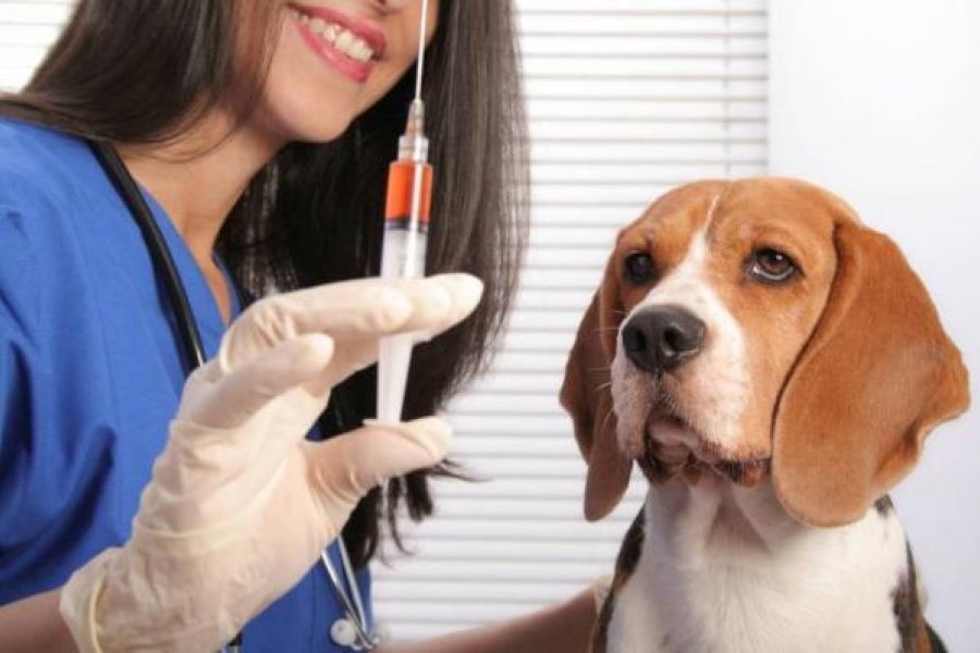 En este momento estás viendo Presentaron proyecto de hospital veterinario para la región