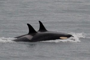 Lee más sobre el artículo Aparecieron orcas en de Monte Hermoso🦈🐬🐳
