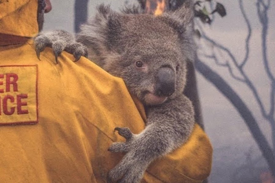 Lee más sobre el artículo 🐨🦘Murieron en Australia más de mil millones de animales por los incendios