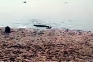 Lee más sobre el artículo Temor y estupor por la aparición de una anaconda amarilla en la playa