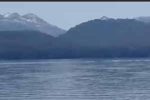 Lee más sobre el artículo Vieron una extraña criatura en el lago ¿será el Nahuelito?