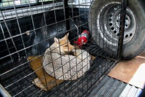 Lee más sobre el artículo Atraparon un zorro en pleno centro de Bariloche
