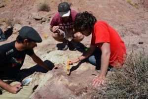 Lee más sobre el artículo Cerca del Chocón descubren una nueva especie de dinosaurio carnívoro