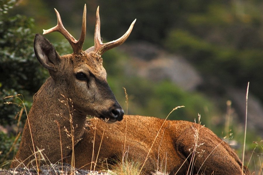 En este momento estás viendo Proponen prohibir los cotos de caza en la provincia de Neuquén 🦌🚫