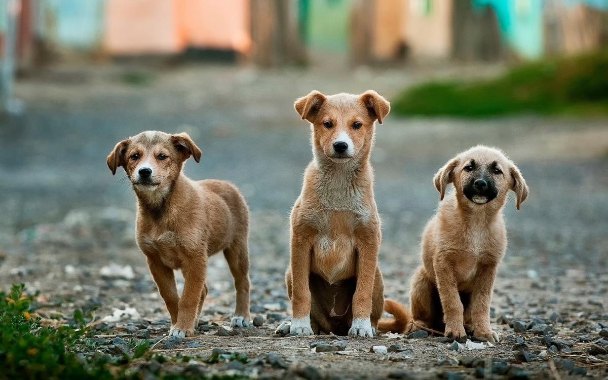 En este momento estás viendo El coronavirus generó una adopción masiva de perritos en  Nueva York 🐶