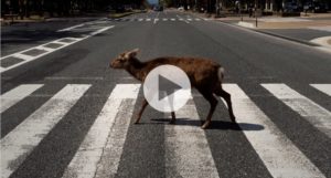 Lee más sobre el artículo Ciervos, jabalíes, cabras y hasta osos pasean las ciudades en cuarentena 🦌