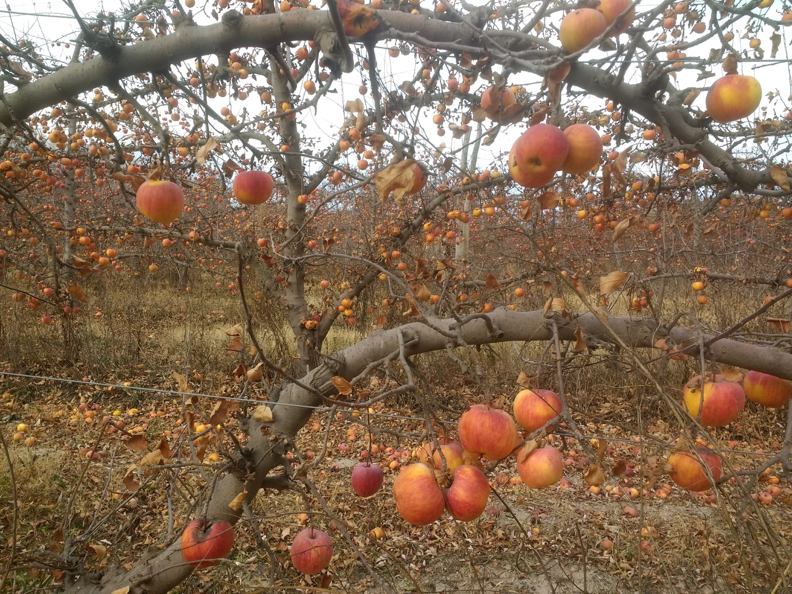 Lee más sobre el artículo La manzana Red Delicious protagonista en la cosecha de los valles 🍎