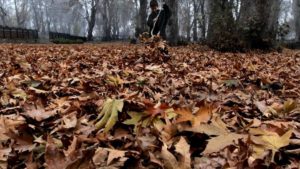 Lee más sobre el artículo Cuándo inicia el otoño?