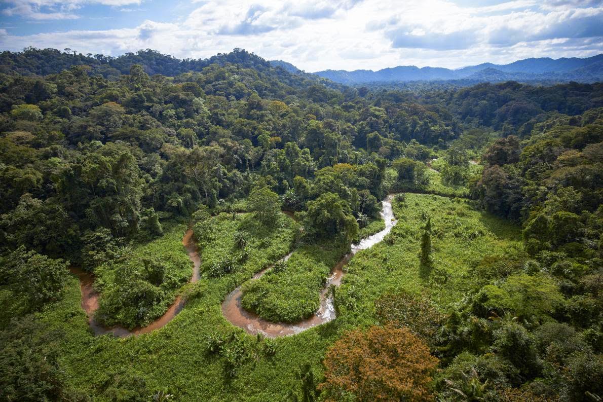 Lee más sobre el artículo Nuevo estudio muestra que hace 90 millones de años la Antártida estaba cubierta de bosques tropicales 🌴