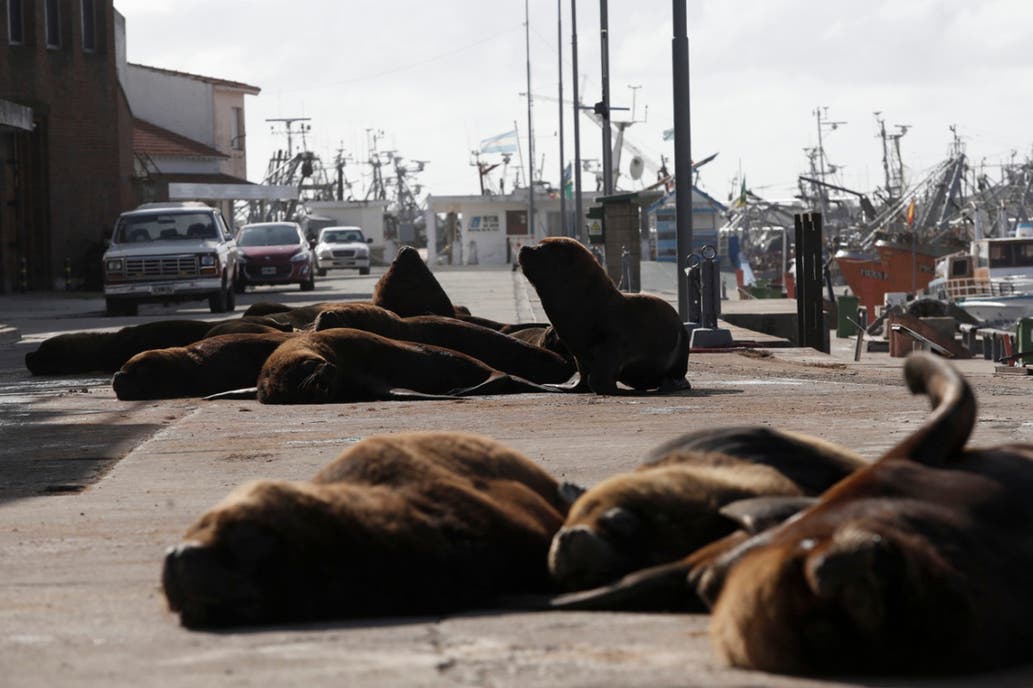 En este momento estás viendo Los lobos marinos ocuparon el puerto de Mar del Plata 🌊