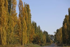 Lee más sobre el artículo Los tonos del altovalle 🍂🍂