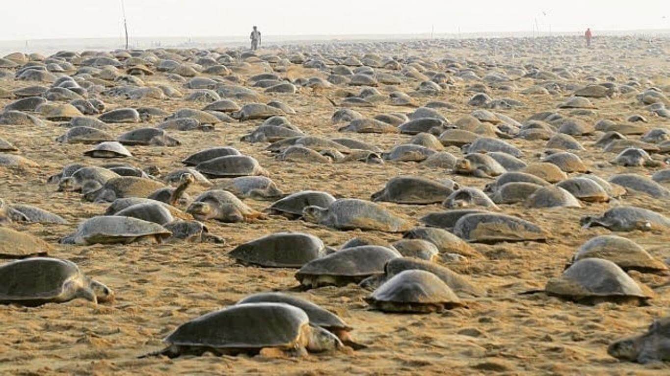 Lee más sobre el artículo India: Miles de tortugas anidaron en playas vacías por la cuarentena 🐢 🐢