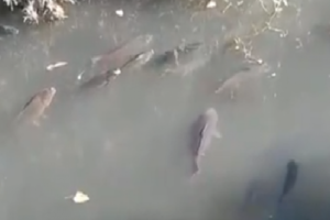 Lee más sobre el artículo Video: gran cantidad de peces en el canal de Neuquén 🐟
