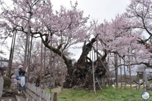 Lee más sobre el artículo Japón: Cerezo de 1000 años logra florecer en medio de la pandemia 🌳🌺