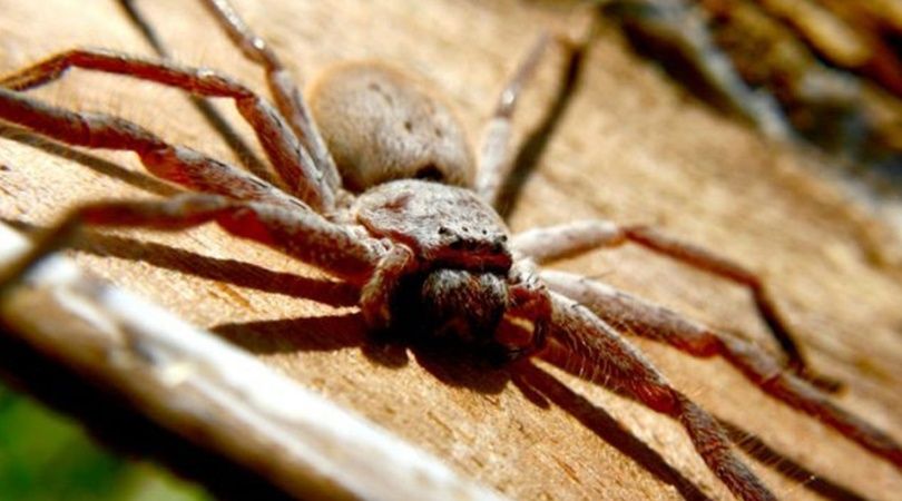 En este momento estás viendo Encontraron un cajón lleno de arañas gigantes en Australia 🕷