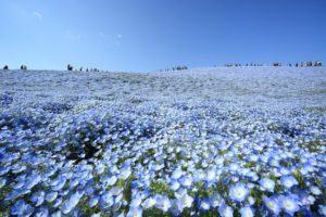 Lee más sobre el artículo Japón: un cuento de hadas 💠💠