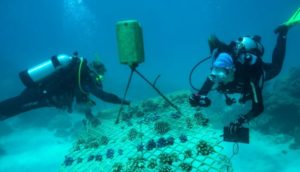 Lee más sobre el artículo Operadores de buceo usan su tiempo para plantar corales en la Gran Barrera de Coral 🦪