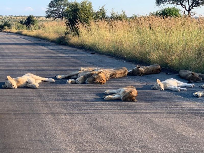 Lee más sobre el artículo Sudáfrica en cuarentena y leones durmiendo la siesta en el asfalto 🐆🐆
