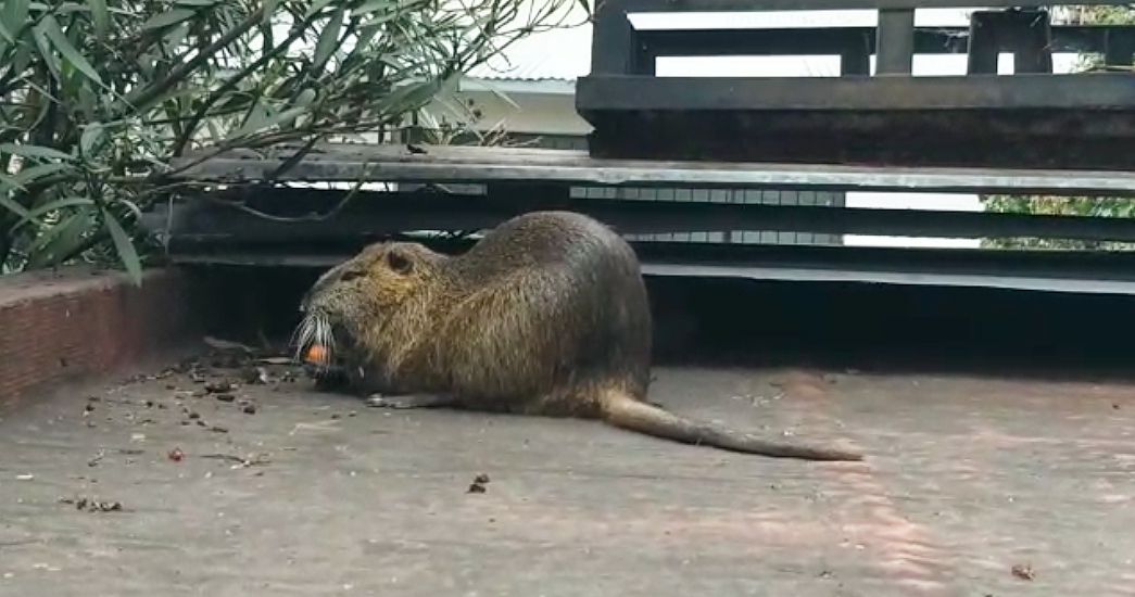 En este momento estás viendo Un «Coipo» apareció en el techo de una casa de la Boca 🦦