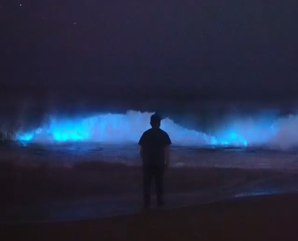 Lee más sobre el artículo Olas bioluminiscentes convierten el océano en un eléctrico azul neón 🌊