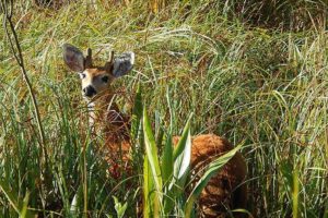 Lee más sobre el artículo Apareció en el Delta un ejemplar del ciervo de los pantanos, una especie en peligro de extinción 🦌