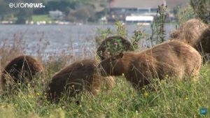 Lee más sobre el artículo Vídeo: El carpincho gana terreno en Mar del Plata 🦡