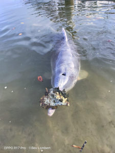Lee más sobre el artículo Este delfín lleva regalos del océano a los pescadores para recibir comida a cambio 🐬