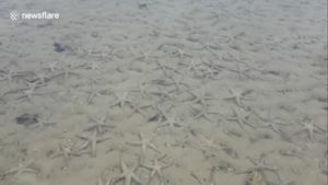 Lee más sobre el artículo Miles de estrellas de mar han regresado a una playa en Tailandia ⭐