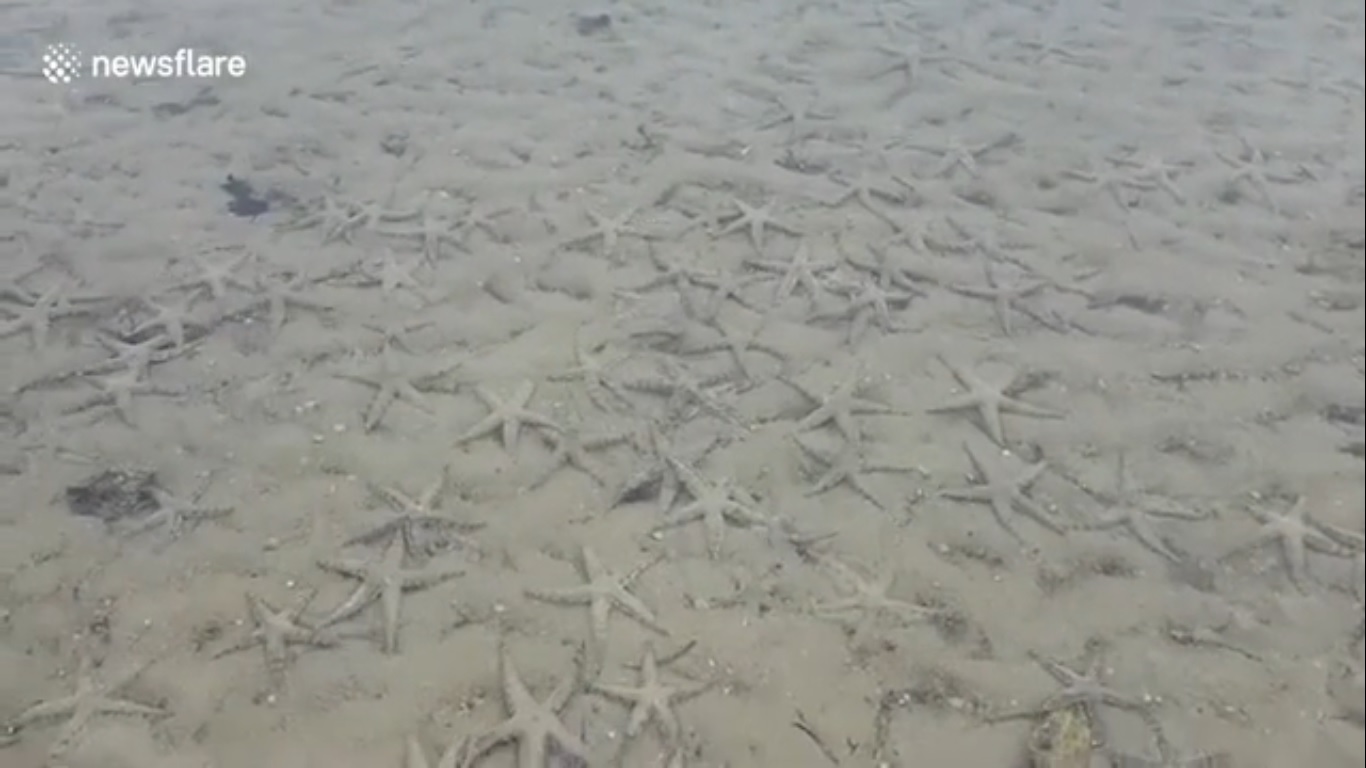 Lee más sobre el artículo Miles de estrellas de mar han regresado a una playa en Tailandia ⭐