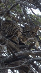 Lee más sobre el artículo Lograron registrar a un bello gato montés en el Parque Nacional Lanín 🐈