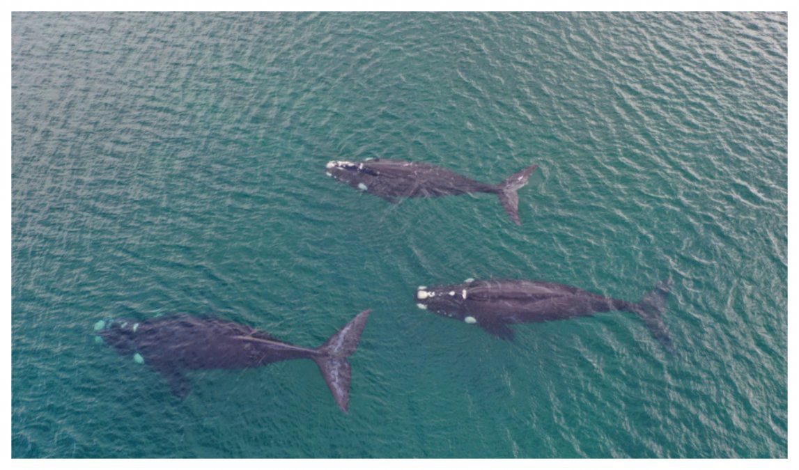 En este momento estás viendo Tres ballenas francas sorprendieron a los vecinos de Las Grutas a 300 metros de la costa 🐳