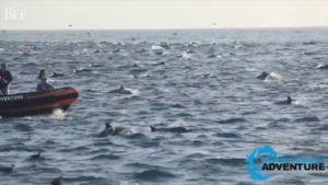 Lee más sobre el artículo Una “súper manada” de 1.000 delfines dio un espectáculo único en las costas de California 🐬