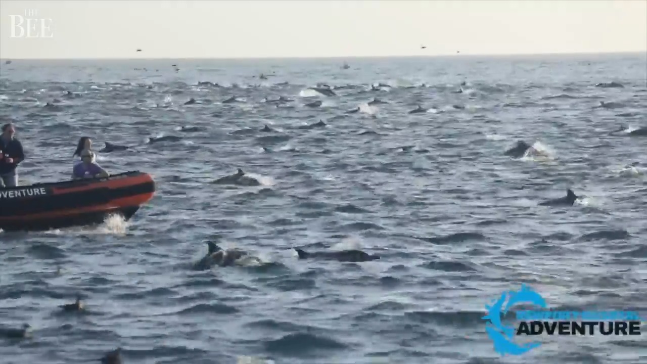 En este momento estás viendo Una “súper manada” de 1.000 delfines dio un espectáculo único en las costas de California 🐬