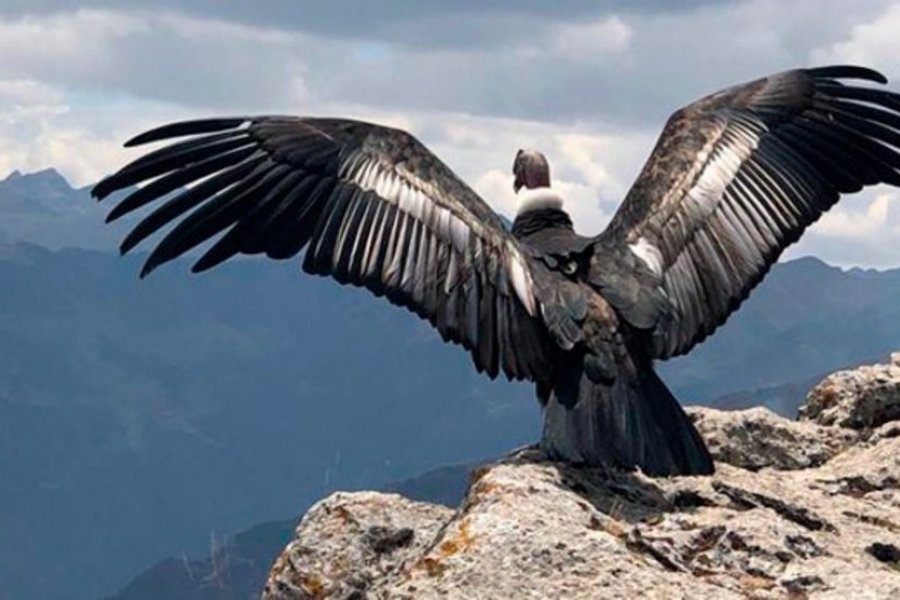 Lee más sobre el artículo Trasladan a Mendoza ejemplar de cóndor rescatado en Domuyo 🦅