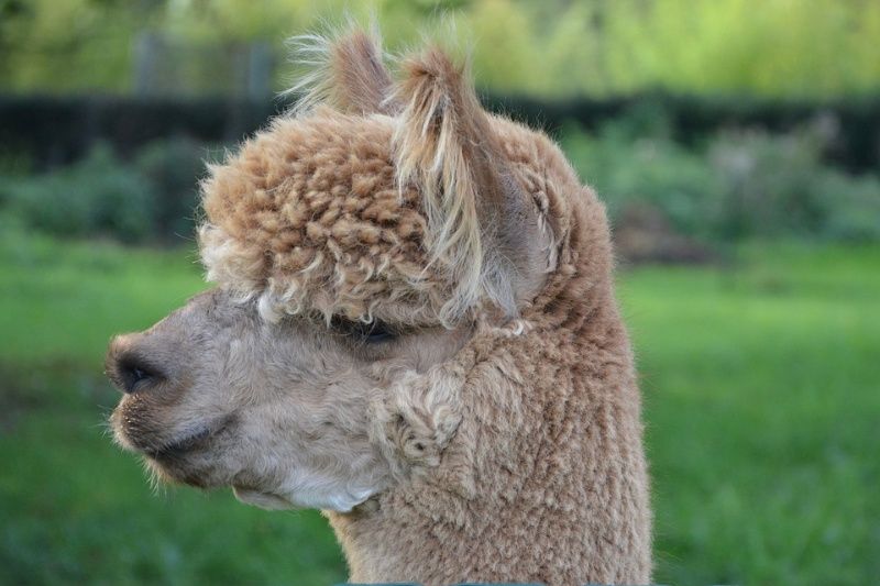 En este momento estás viendo Según científicos, los anticuerpos de las llamas podrían ser claves tratar el COVID-19 🦙