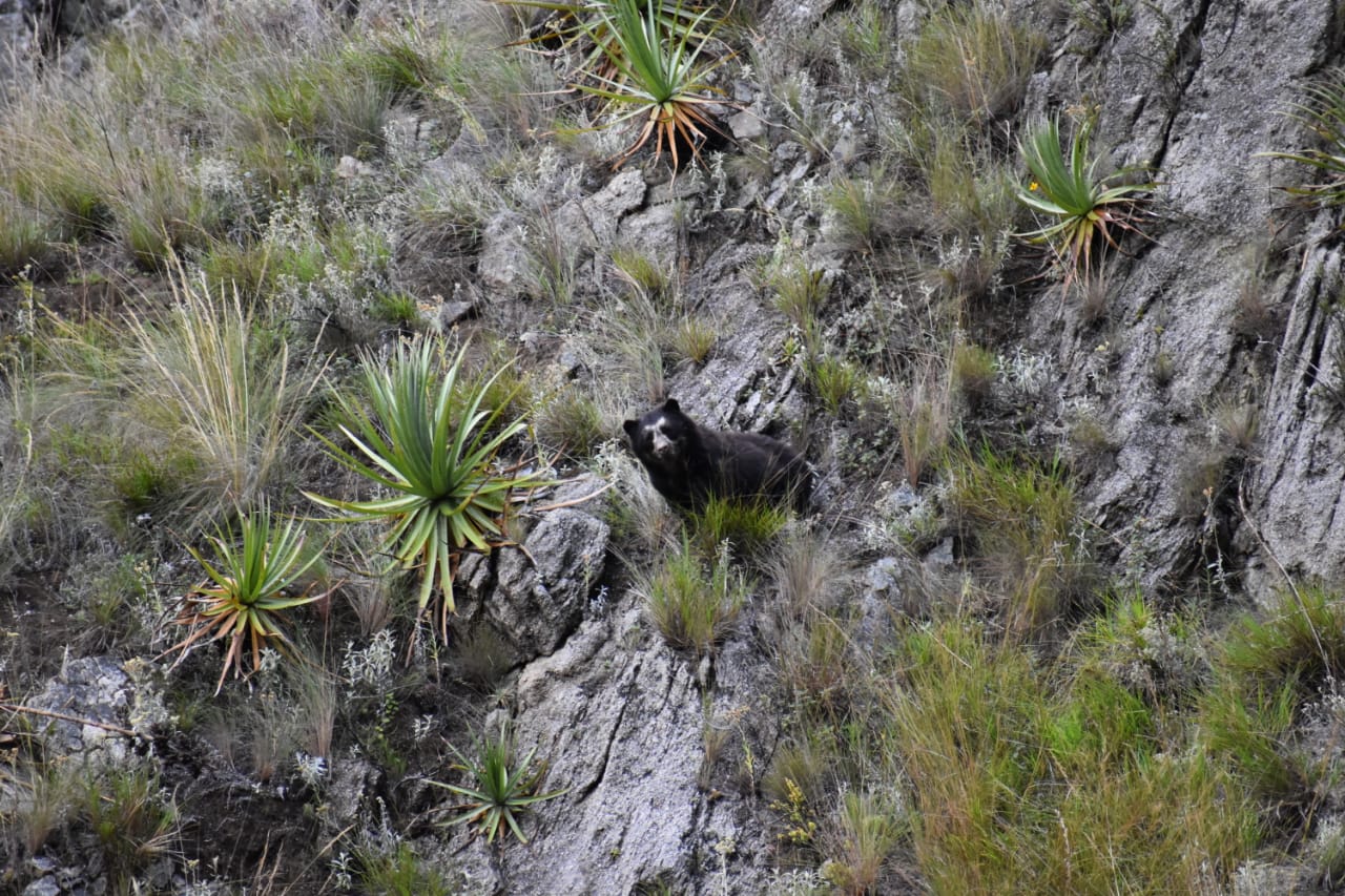 En este momento estás viendo Perú: Registran mayor presencia de osos de anteojos en Machu Picchu 🐻