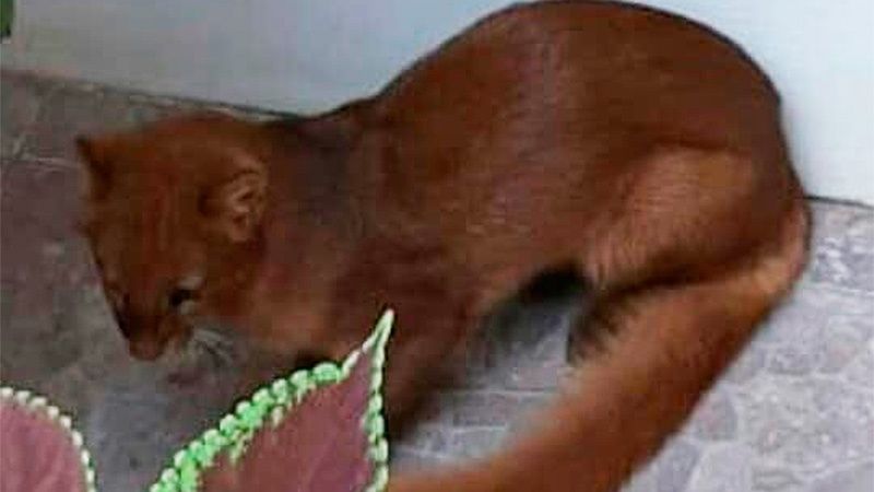 En este momento estás viendo Apareció un puma en peligro de extinción en el patio de una casa 🐅