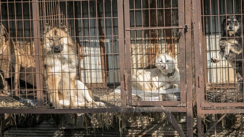 Lee más sobre el artículo En plena pandemia China inauguró su festival de carne de perro 🐩🐕‍🦺