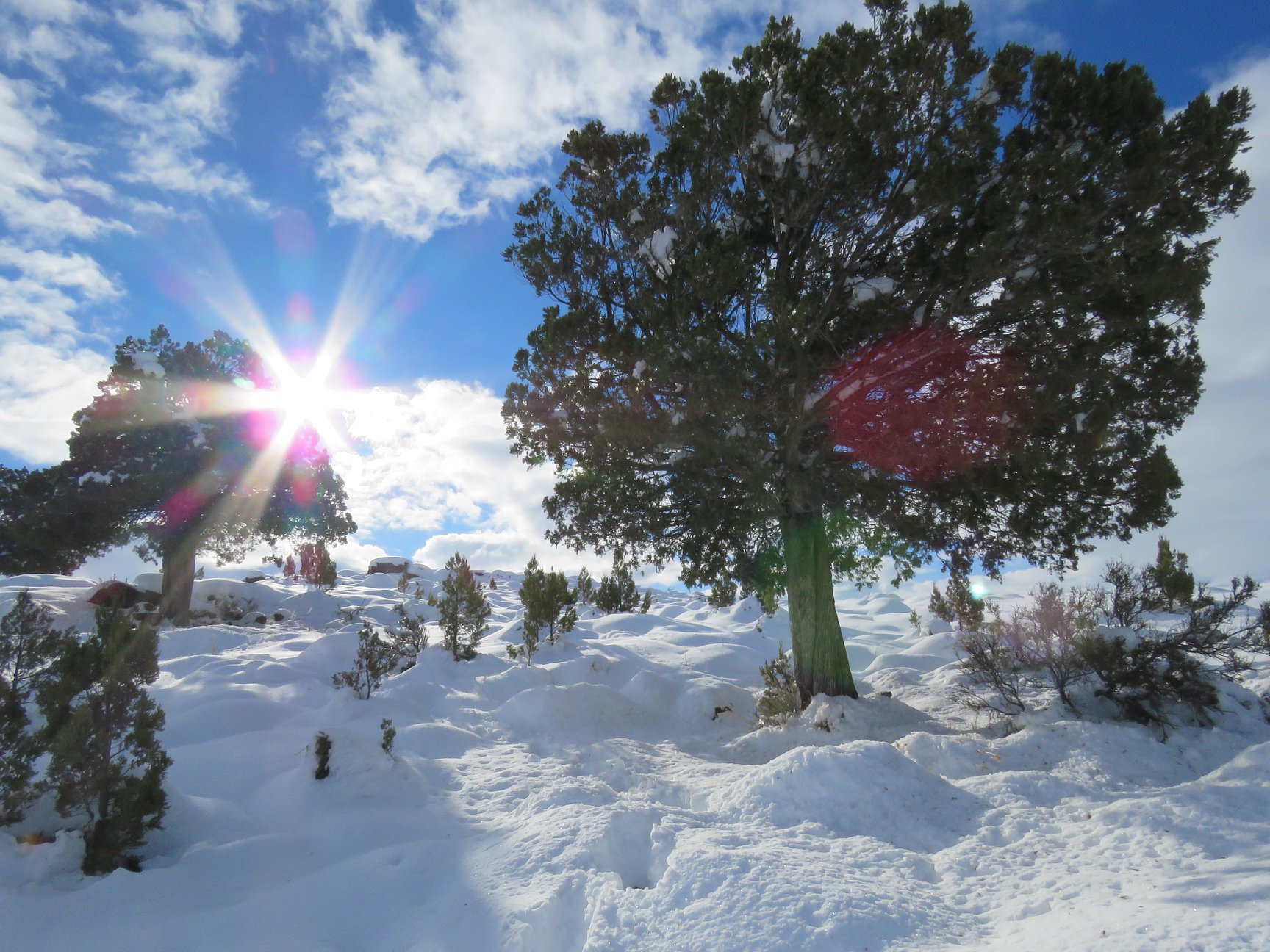 Lee más sobre el artículo Avanza la reserva natural urbana de Aluminé 🏔 🌲