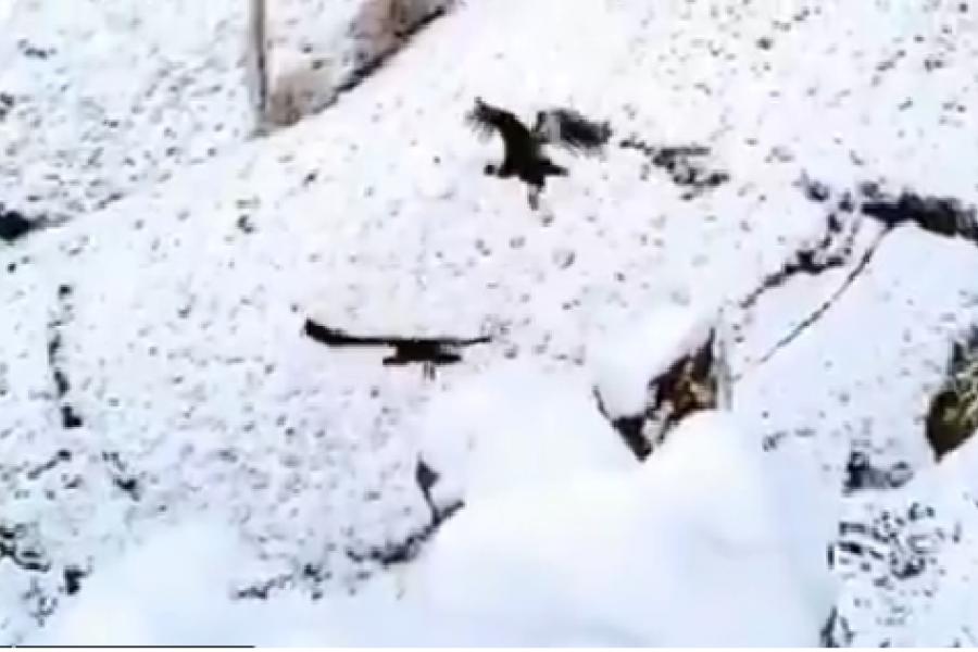 En este momento estás viendo Pareja de cóndores andinos en el mirador La Puntilla, Las Ovejas 🦅