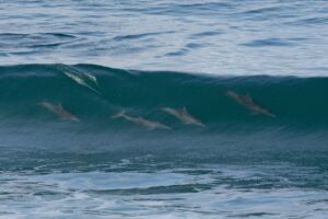Lee más sobre el artículo Emocionantes postales de delfines en Las Grutas 🐬
