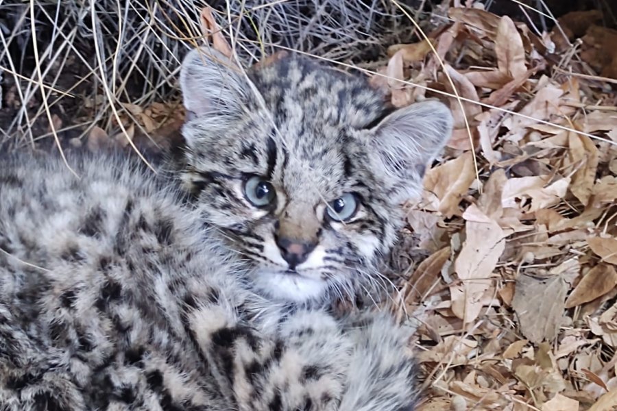 Lee más sobre el artículo Rescataron un gato montés juvenil en Aluminé 🐈