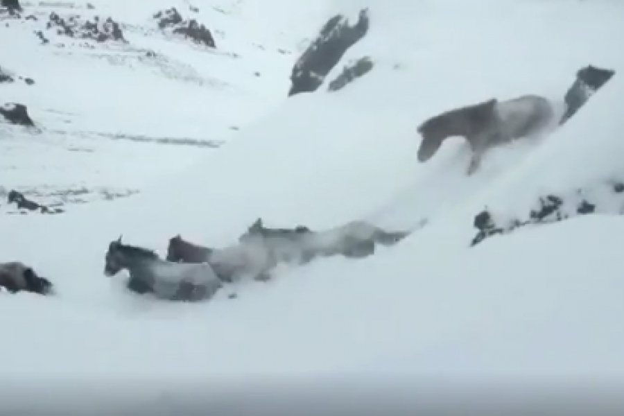 En este momento estás viendo VIDEO: El rescate de caballos en la cordillera neuquina 🐎