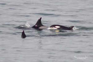 Lee más sobre el artículo Avistaron orcas en la costa rionegrina 🐳