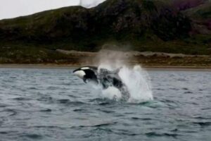 Lee más sobre el artículo Llegaron las orcas a Ushuaia y sorprendieron por su cercanía 🐋
